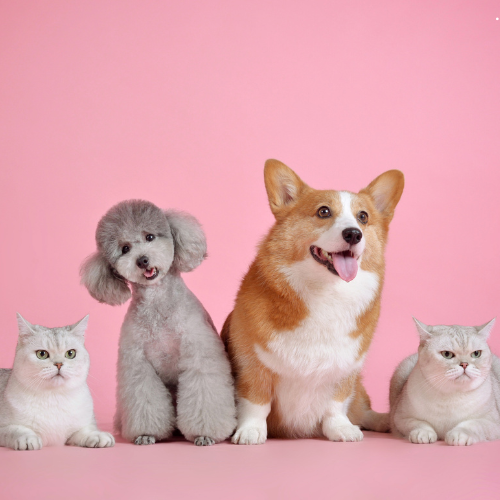 For Animal Lovers